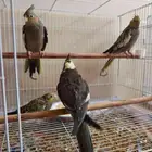 كروان العمر ثلاث شهور