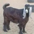تيس جذغ سمين قافل مخصي العمر قريب 8اشهر الموقع ضبوعه