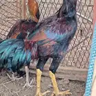 ديك شامو
