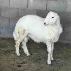 طلي جبر صنف الصنف ورخل