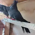 للبيع جوز صنعاوي مع فرخين