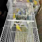 موصل طيور حيوانات اليفه أمانات