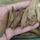 عود مروكي طبيعي