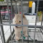 كلب تشاو ذكر للبيع