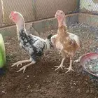 دجاج فارسي