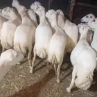 ضان رفيديت دفيع طيبه العدد 70 وعياله عشره