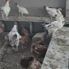دجاج فرنسي بياض