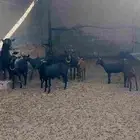 ماعز مارسيانو اصليه للحليب
