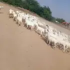 ضان رفيديات قرايب سن طيب العدد 700