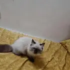 قط هيملايا للبيع ب 300 معاه كل اغراضه