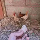 للبيع ديك كويتي قزم ودجاجتين بدايه بيض