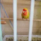 اثنى روز للبيع