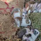 ارانب صغيرة للبيع (30 ريال مع التوصيل )