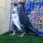 عرض وبيع جوز كارير بأنتاجه ...وجوز لورنس مستوا عالي