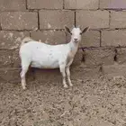 تيس وعنز