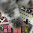 قط شيرازي