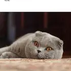 قط ذكر سكوتش بريتش عمر 12 شهر LeBrad Cattery