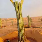 يتوجدلديناجميع انواع الفسيل بجميع انوعها ومقساتها