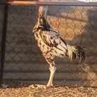 ديك ودجاجه فارسي