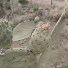 برشومي. شي نظيف