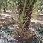نخل اللقصيم للبيع