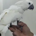 كوكاتو امبريلا