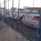 ألماني بي ام دبليو