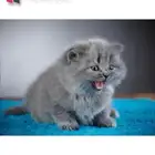 قطط كيتنز سكوتش بريتش بلو ليلاك عيون رصاصية LeBrad