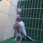 ذكرين للبيع .. ذكر لورنس وذكر بغدادي الذيل ابيض