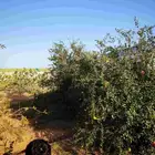 شجر للبيع