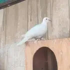 قماري ابيض