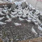طبات حمام فرنسي