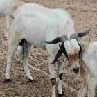 تيس فحل العمر سديس.