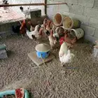 دجاج بياض تم البيع