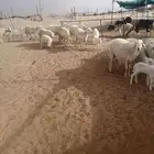 رخال حريه خلفات