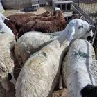 خرفان سواكني ظهور فل الفل