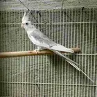 شحن الحيوانات قطط طيور بين المدن