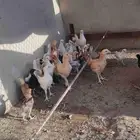 دجاج تركي