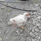 مطلوب دجاج لاحم حي او احد يعرف يدلني جزاكم الله خير