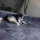 كلب هاسكي ذكر العمر سنتين اليف لعوب جدا مع الاطفال بذات