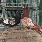 للبيع حمام سوري