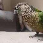 ((تم البيع))كنيور قرين شيك اليييف جدا حماامه