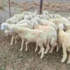 رخال حري حول 45 راس موقعها شمال جده عسفان