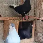 للبيع جوز حمام سوري موجود تحتها بيضه واحده