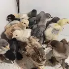 دجاج صوص براهما