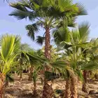 نخل واشنطني