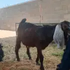 تيس للبيع