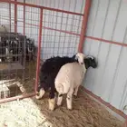 خروف نعيمي ورخل نجديه