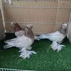 للبيع ثلاث حبات اوزبك مستويات طيبة2025