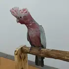 كوكاتو قالا